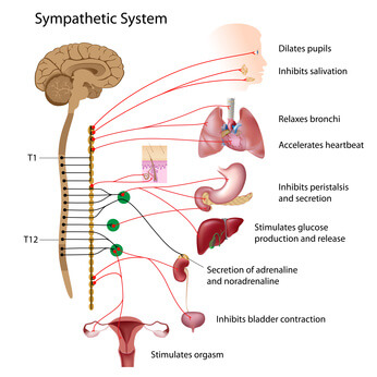 Sympathetic pathway of the ANS, eps10 Sympathetic pathway of the ANS, eps10
