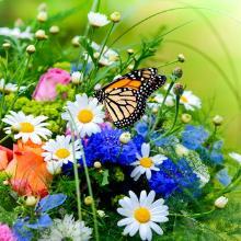 Schmetterling und Blumen Schmetterling und Blumen